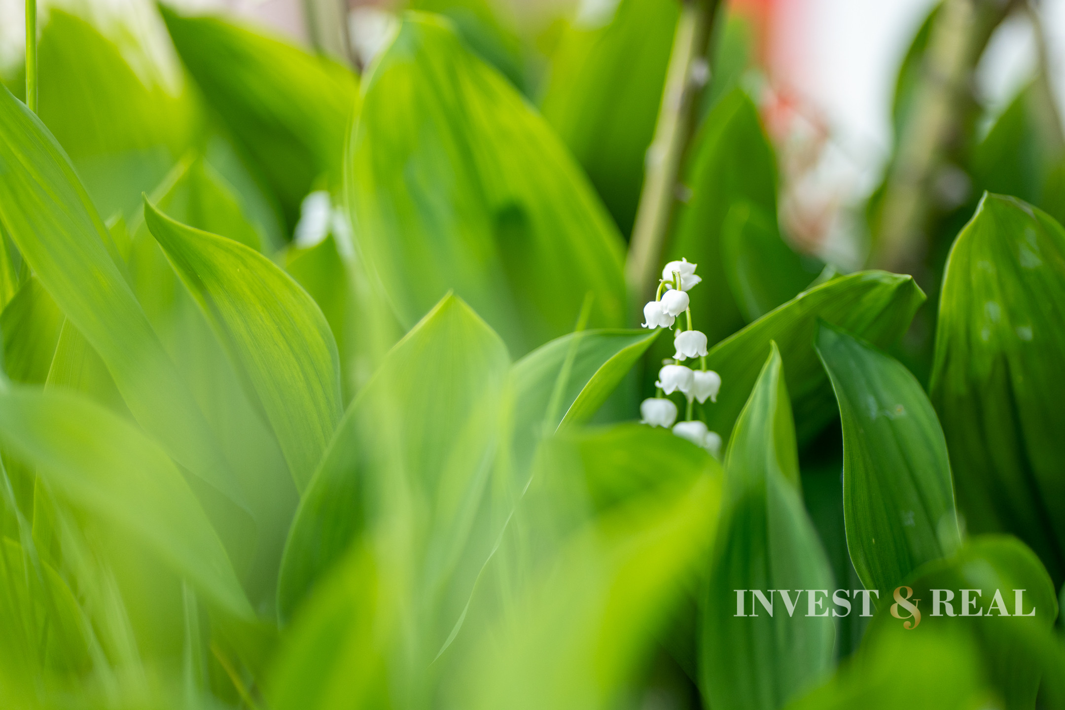 REZERVOVANÉ | Romantická chalupa | Ladmovce